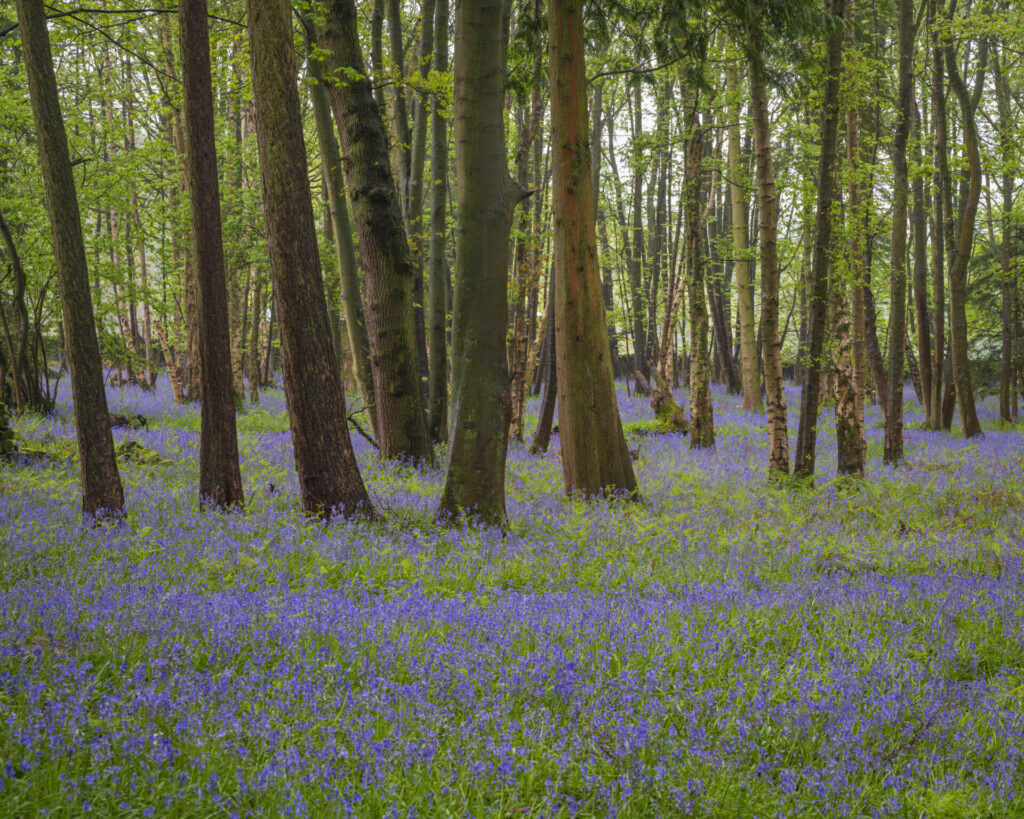 Woodland