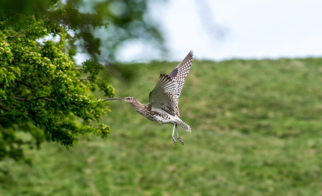 Curlew in flight flying towards a tree on the left with green grass and pale sky behind