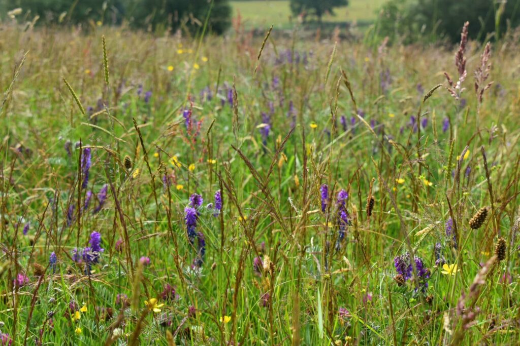 Grassland
