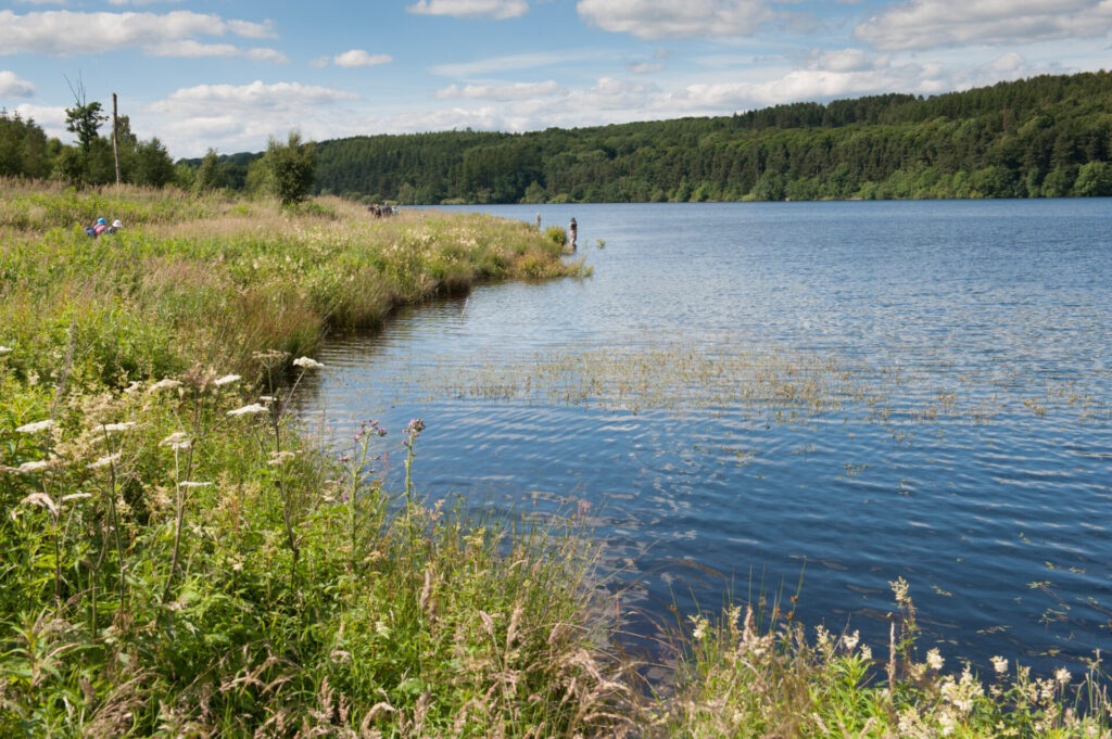 Long grass and flowers to the left with a blue expanse of water the right with fishermen and woodland in the distance