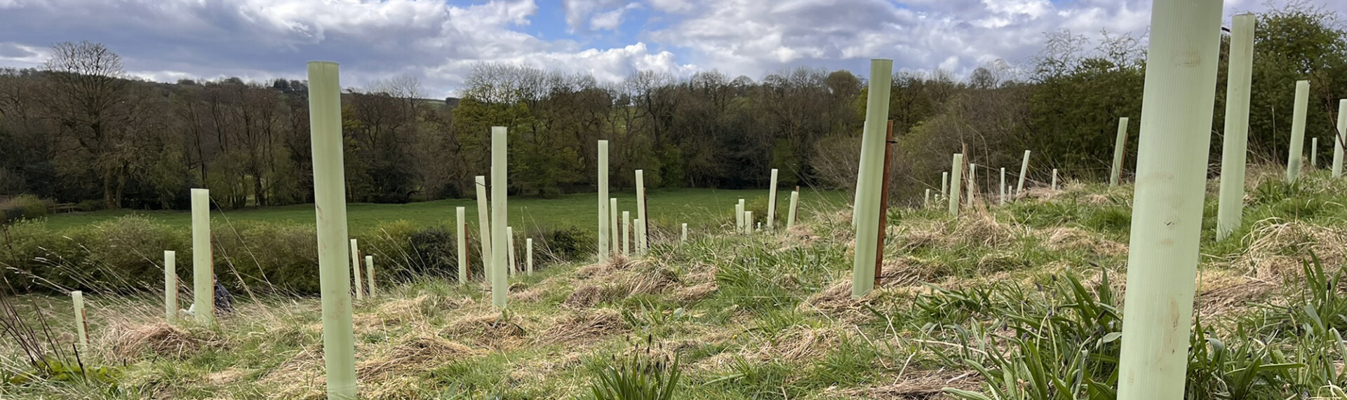 Young saplings planted on a hill side.