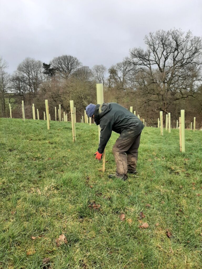 Tree Planting