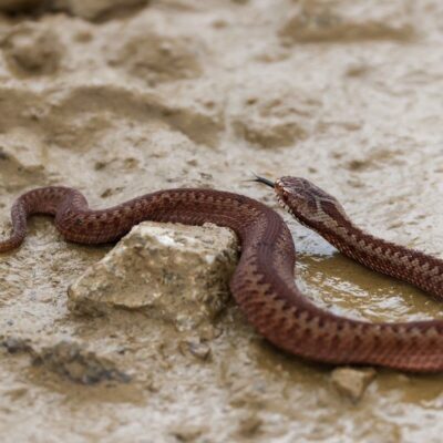 Adder on stone