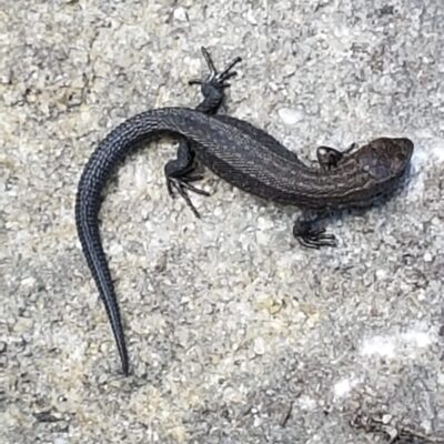 Lizard basking on a rock