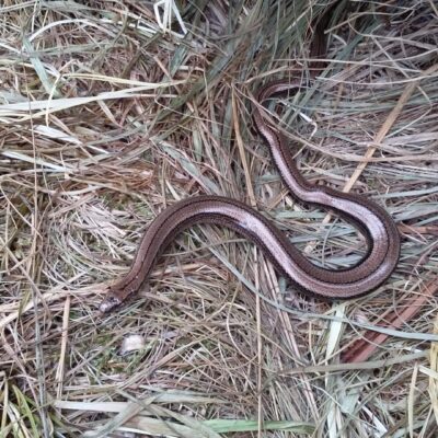 Bronze coloured slow worm on grass