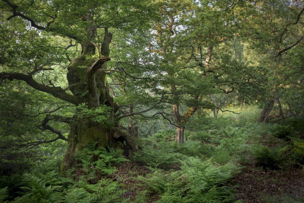 Woodland Opportunity Plan