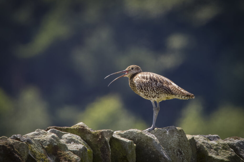 Bird with long beak stood on dry stone wall