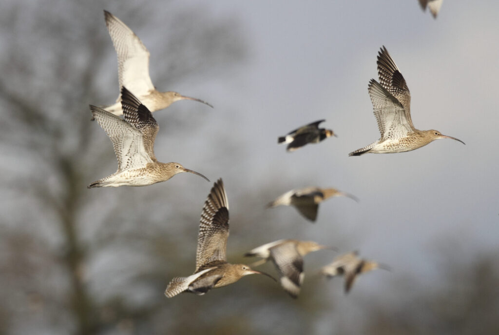 Urgent call for help to protect Nidderdale’s Curlew