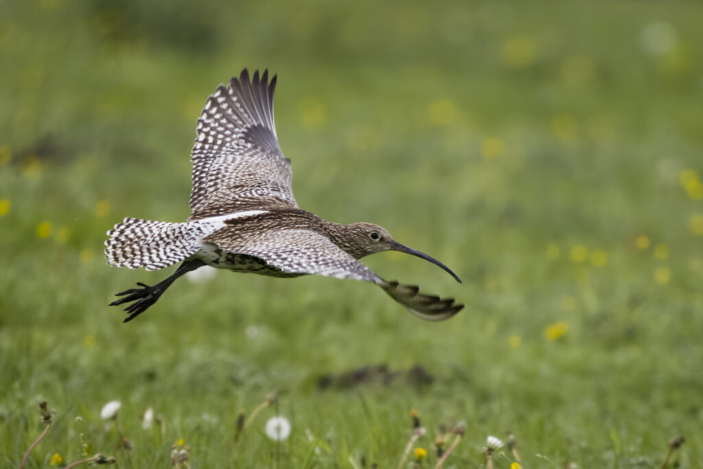 Curlew flying low over grassland