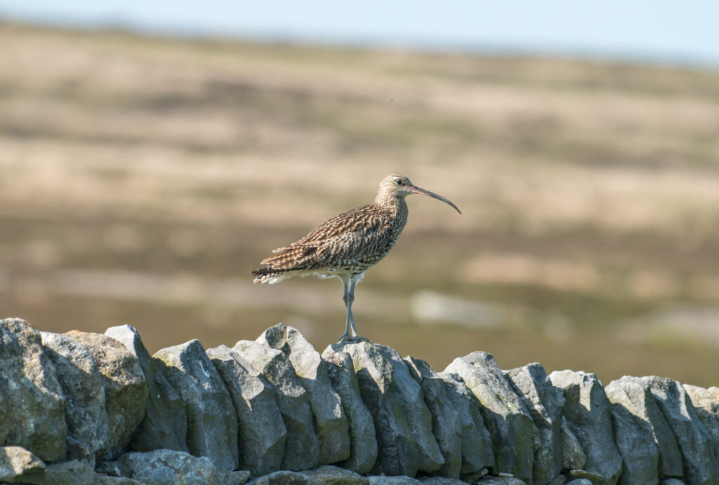 Brown and beige patterend bird with long beak perched on dry stone wall