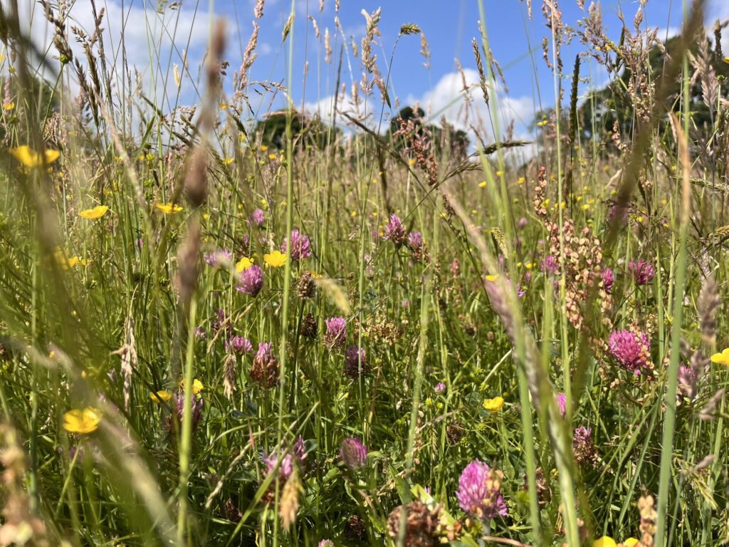 A close up of grasses and flowers in a hay meadow.