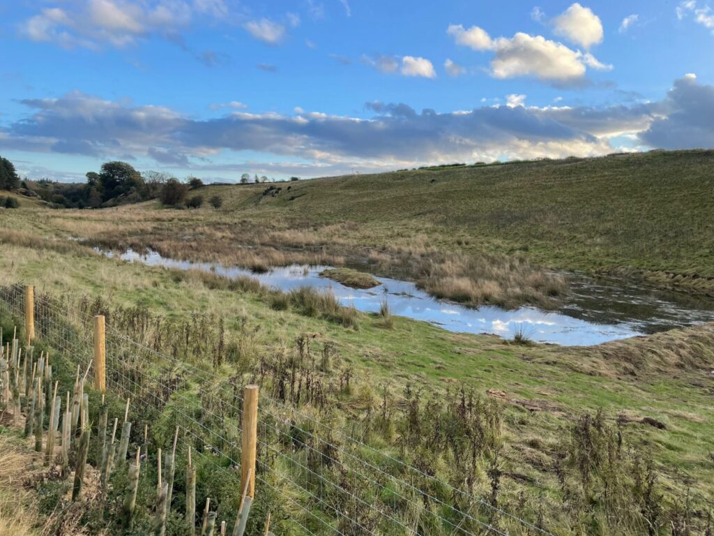 Wetlands Success