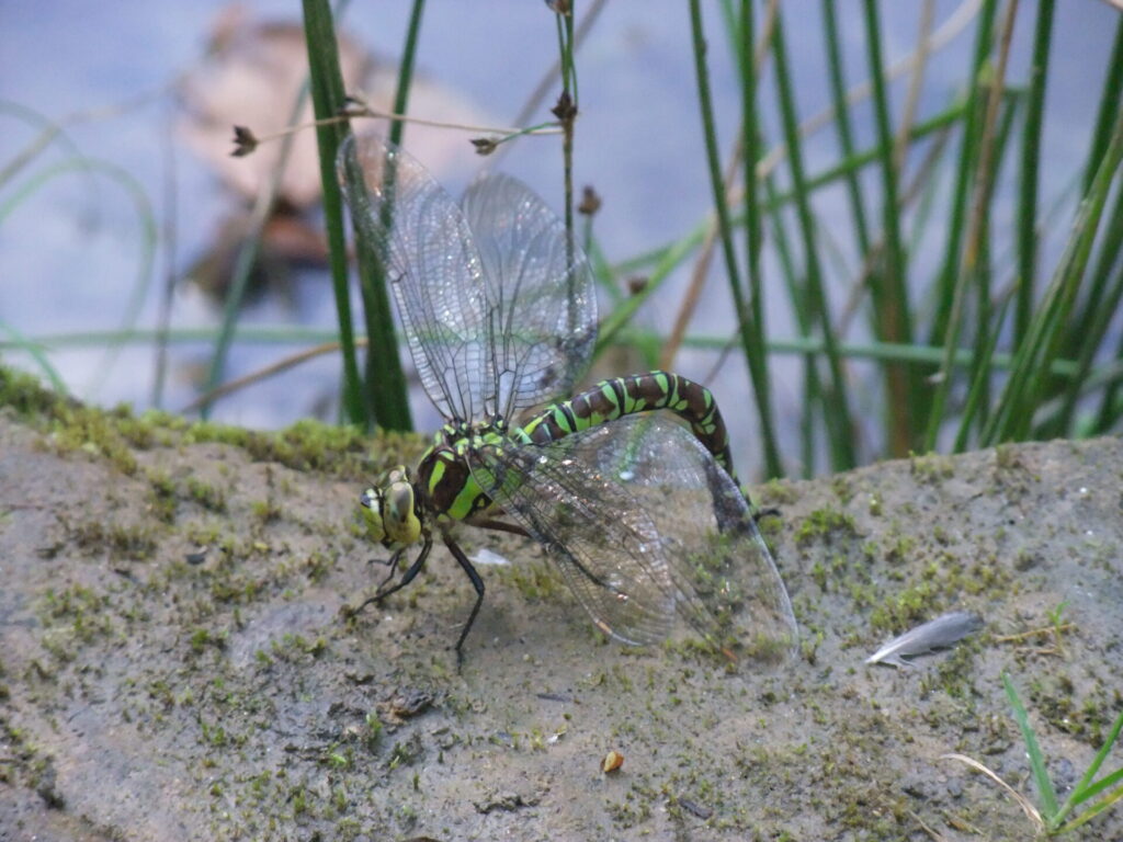 A special place to connect with wildlife and nature