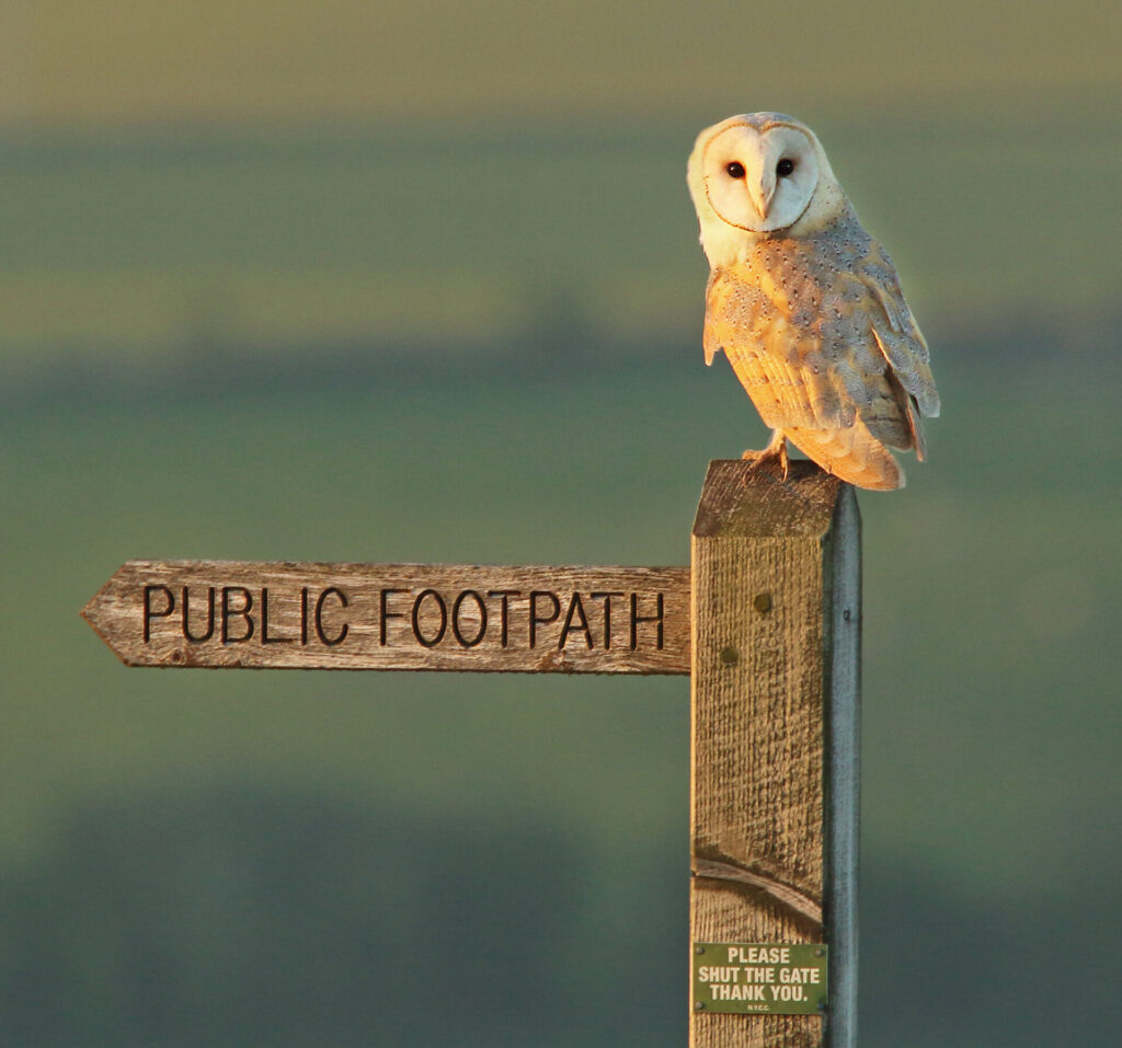 A guide to grassland management for birds of prey