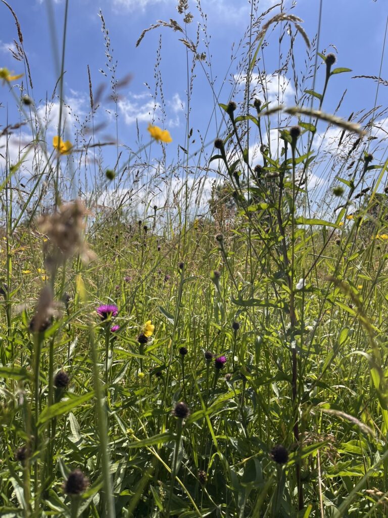 A guide to understanding grassland types