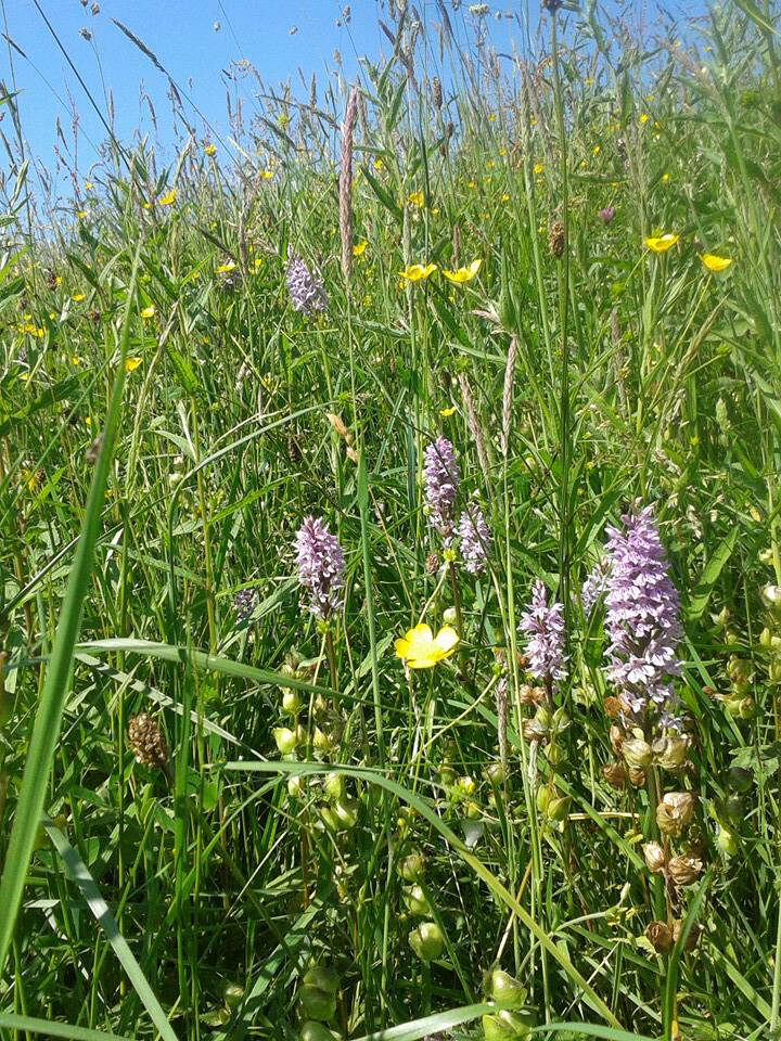 A guide to creating species rich grassland