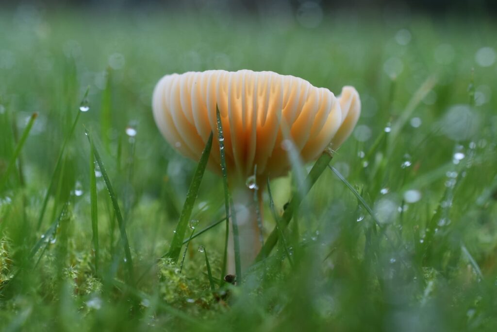 A guide to grassland management for fungi