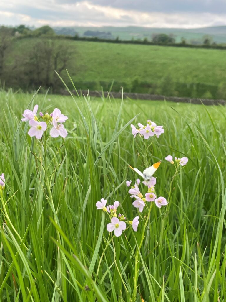 A guide to grassland management for invertebrates