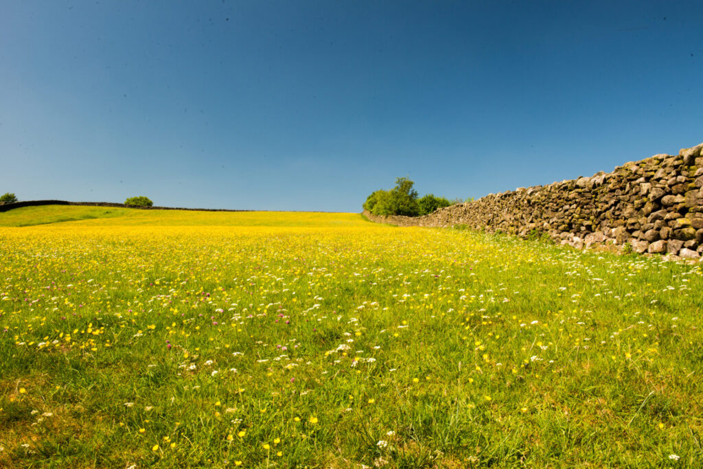 A guide to grassland management and creation