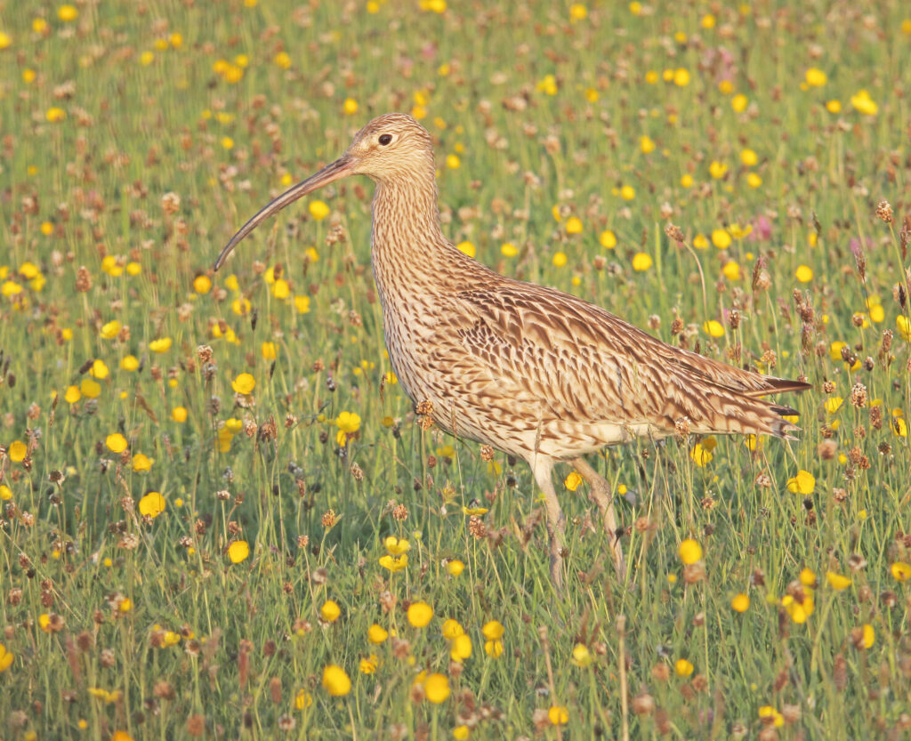 A guide to grassland management for wading birds