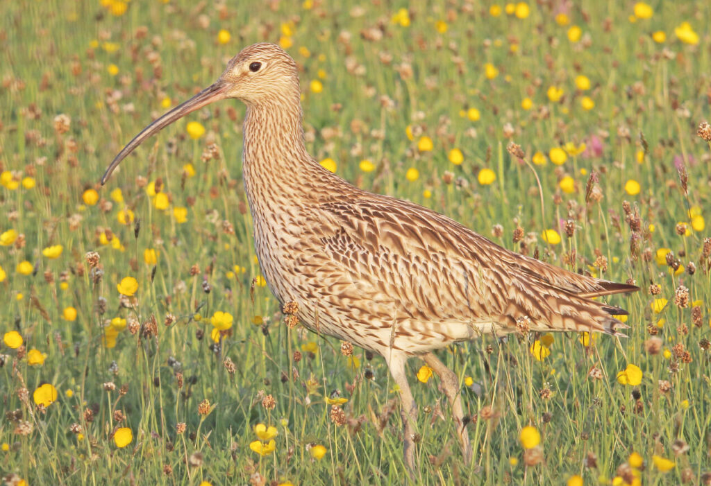 A Guide to Grassland Management for Wading Birds
