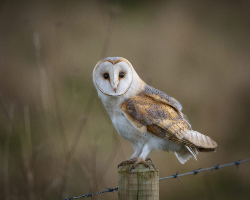 YDNPA and Nidderdale AONB Bird of Prey Evidence Report (2020)