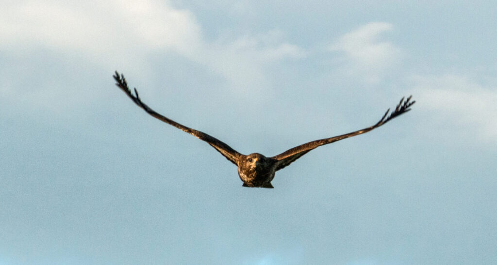 YDNP and Nidderdale National Landscape Bird of Prey Evidence Report (2022 and 2023)