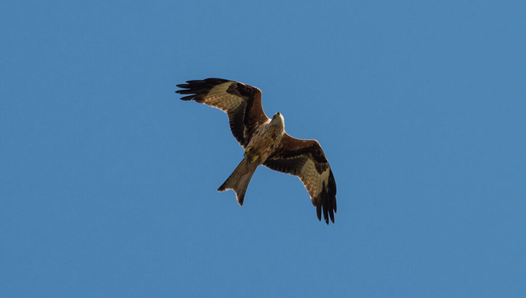 Birds of Prey