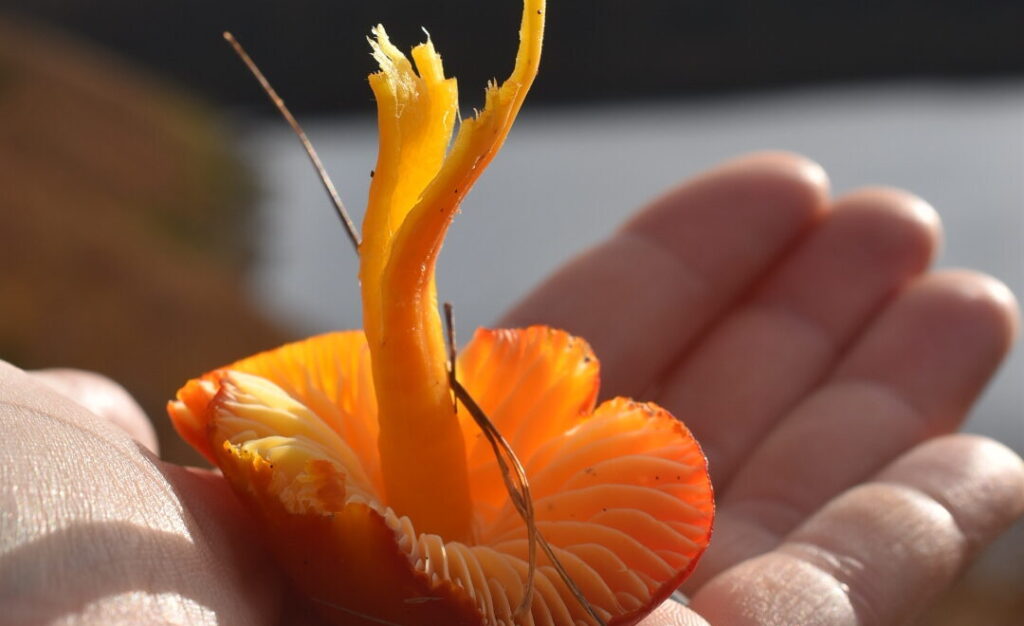 Join the hunt for Nidderdale’s technicolour waxcap fungi