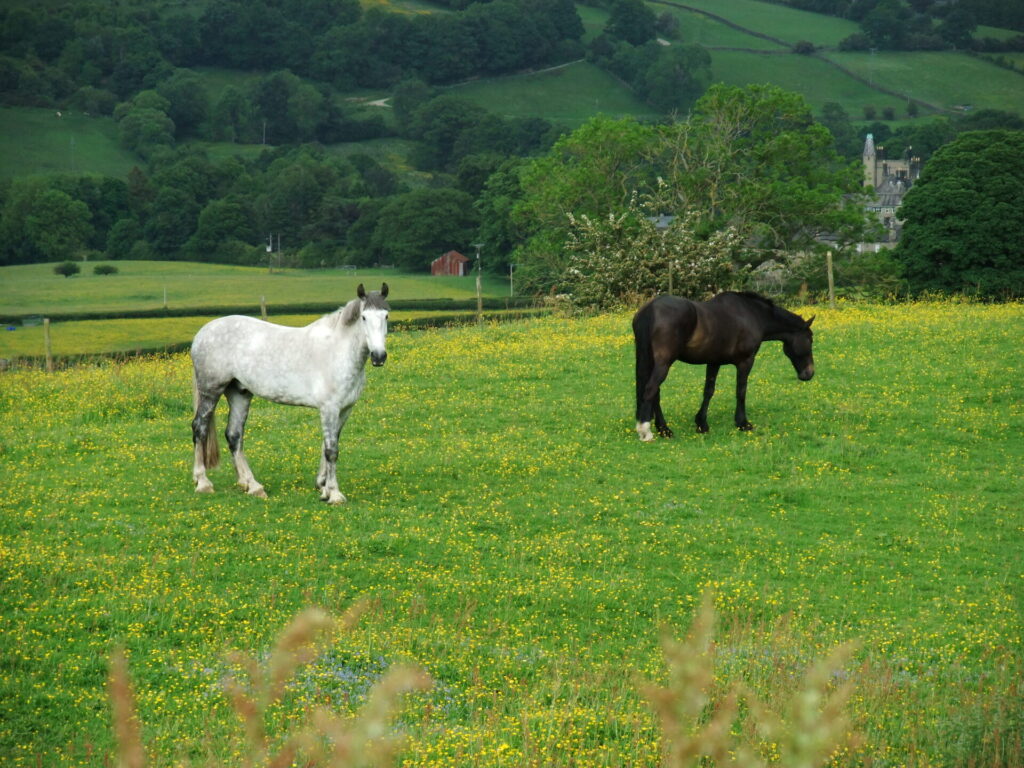 Horse Health and Grassland Management