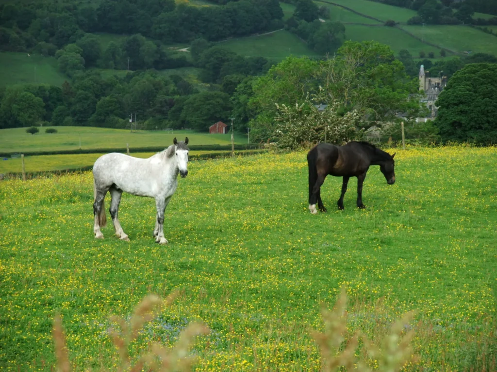 Horse Health and Grassland Management