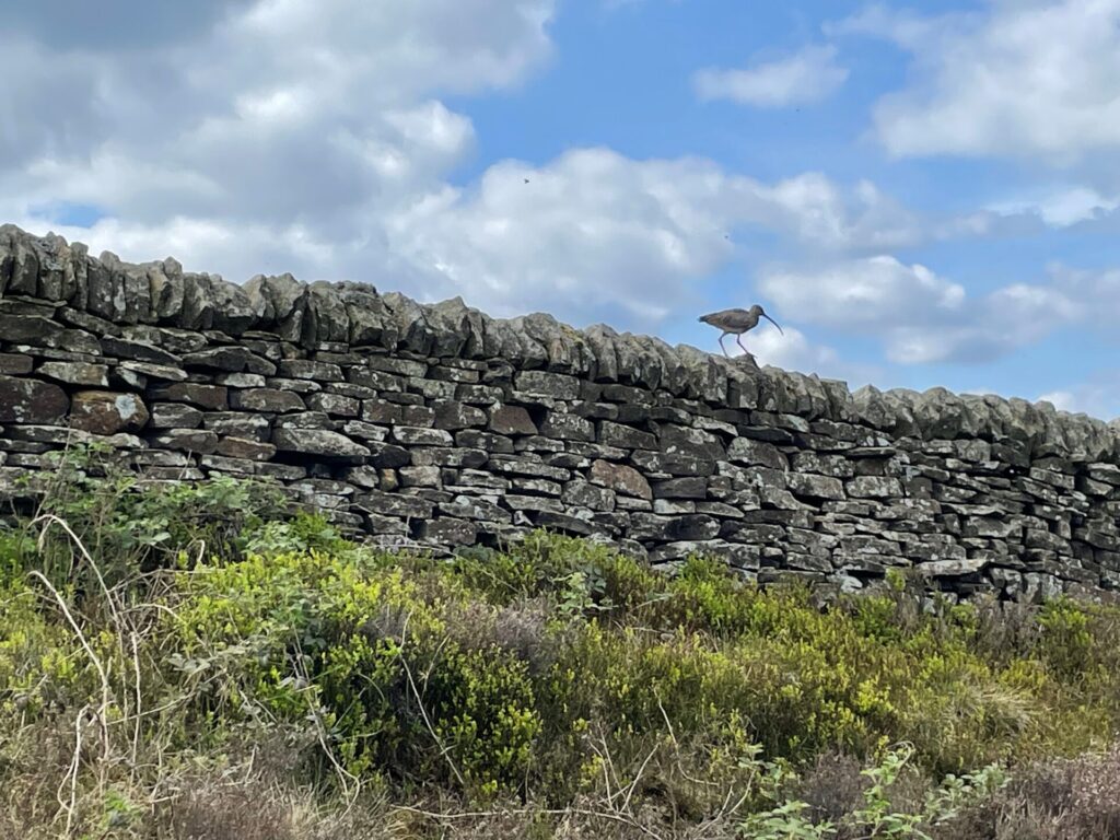 FiPL Funded Projects – Year 4