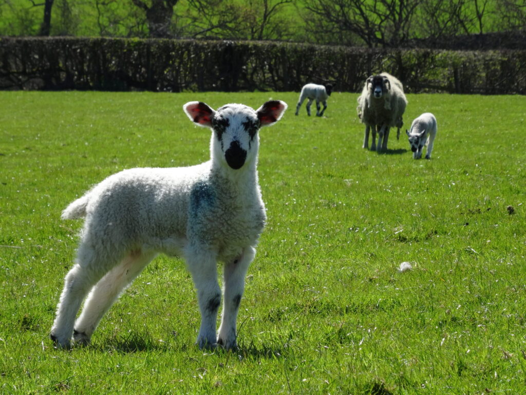 Lambing time – and new laws that reflect how the countryside has changed