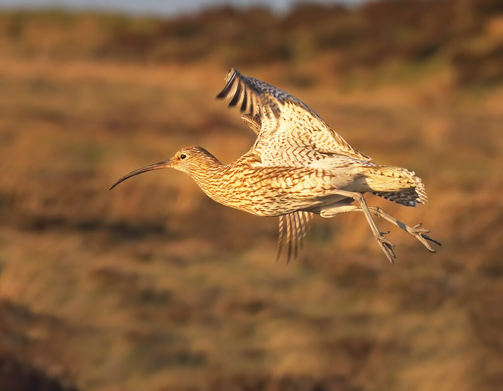World Curlew Day 2026
