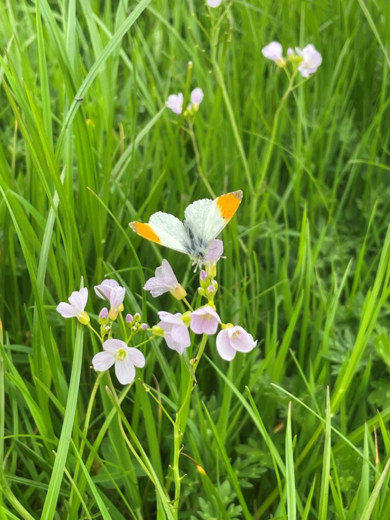 Webinar – Grassland Management for Invertebrates