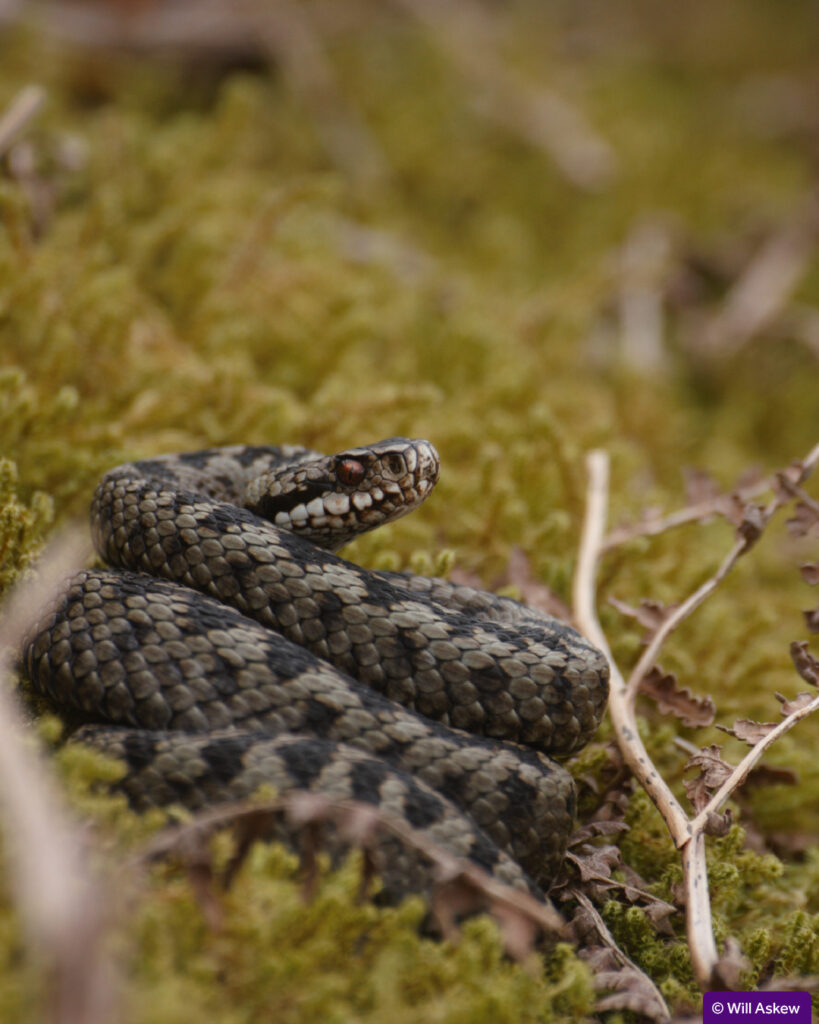 DNA study reveals Nidderdale’s adders could be part of a national stronghold