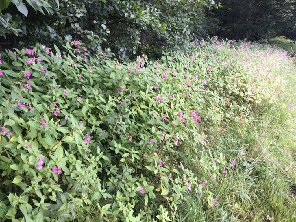 Help protect Nidderdale’s rivers and becks by recording invasive species