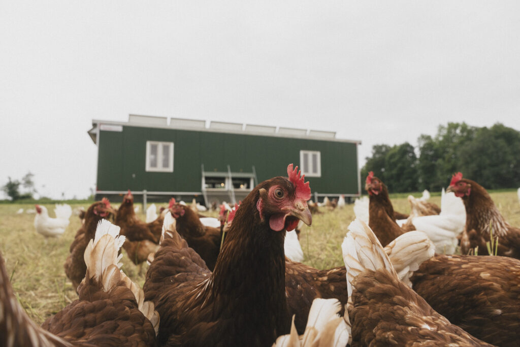 Making the most of FiPL – Mallard Grange Farm