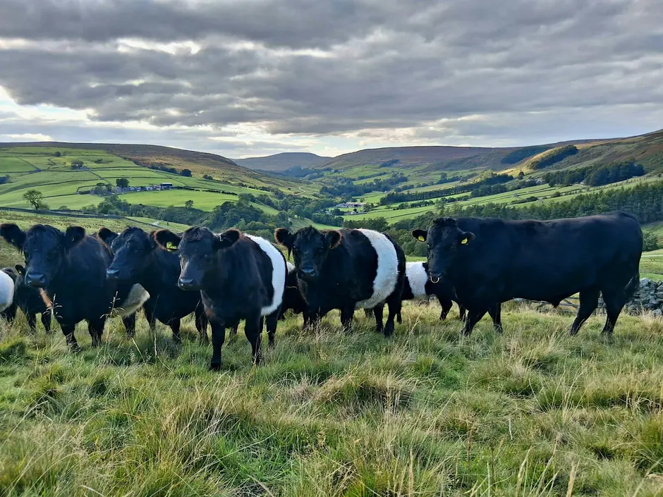 Practical workshop to explore grazing through drier summers
