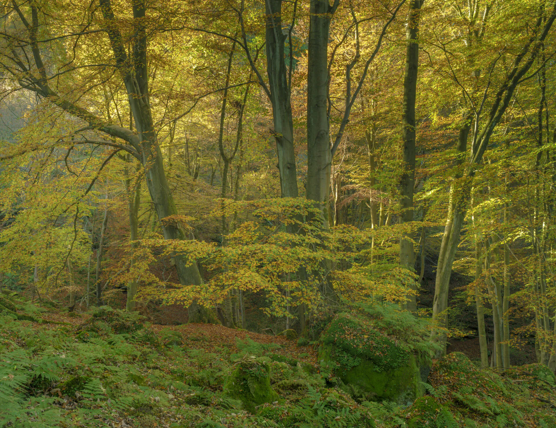 Beech trees with leaves turning brown for the autumn