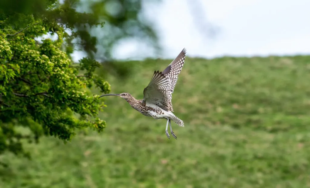 Curlew in flight flying towards a tree on the left with green grass and pale sky behind