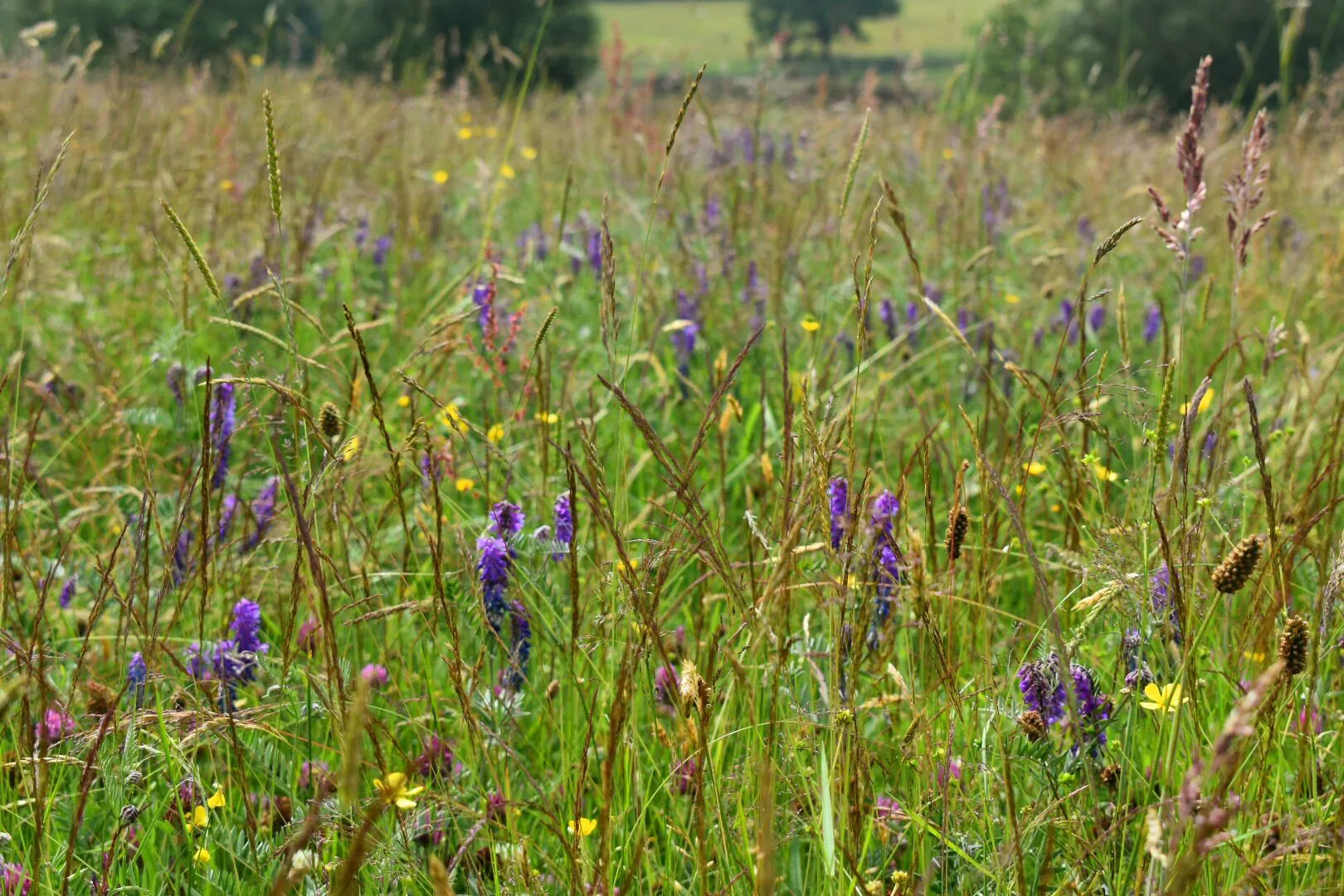 Species rich grassland with grasses and purple flowers