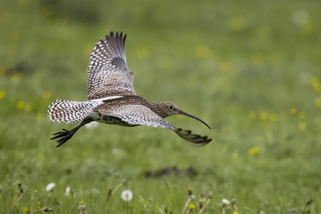 Curlew flying low over grassland