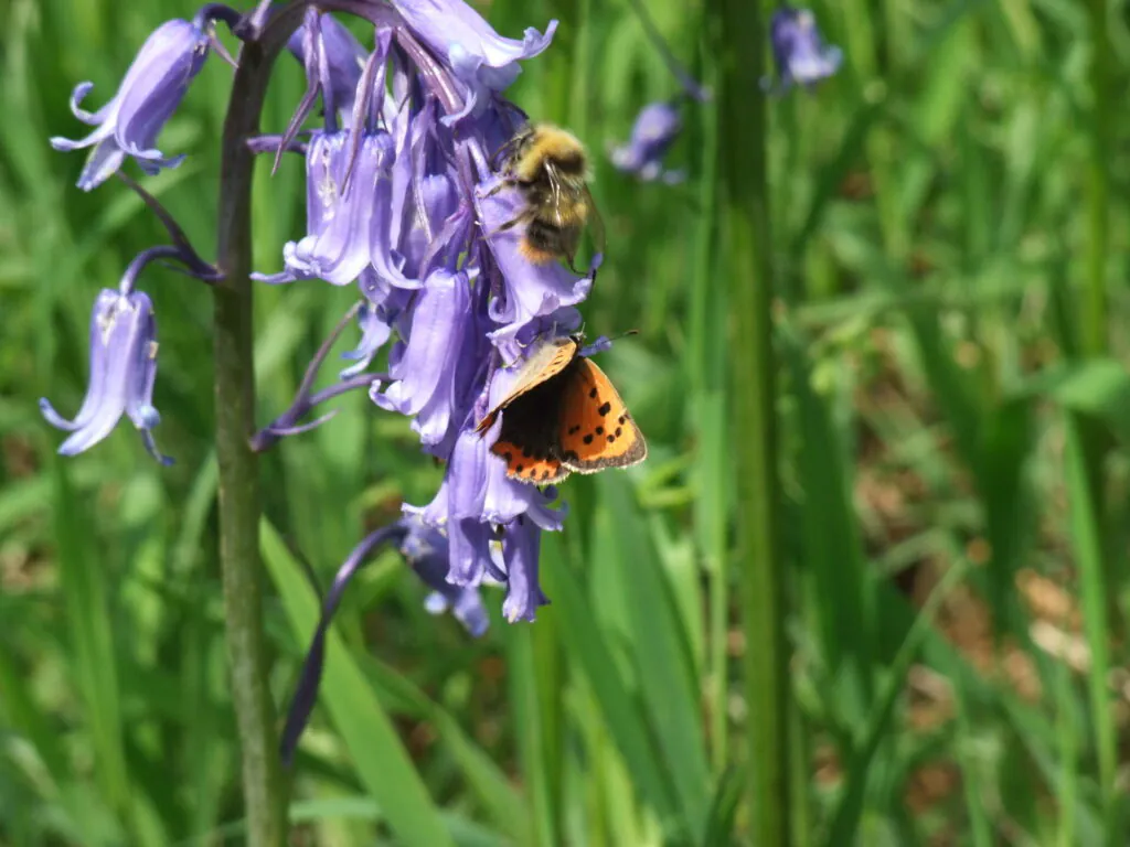 Bioblitz 2025